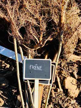En Provence, des arbres pour favoriser la vie des sols viticoles