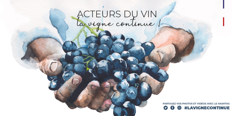 Le quotidien du vignoble raconté par les vignerons