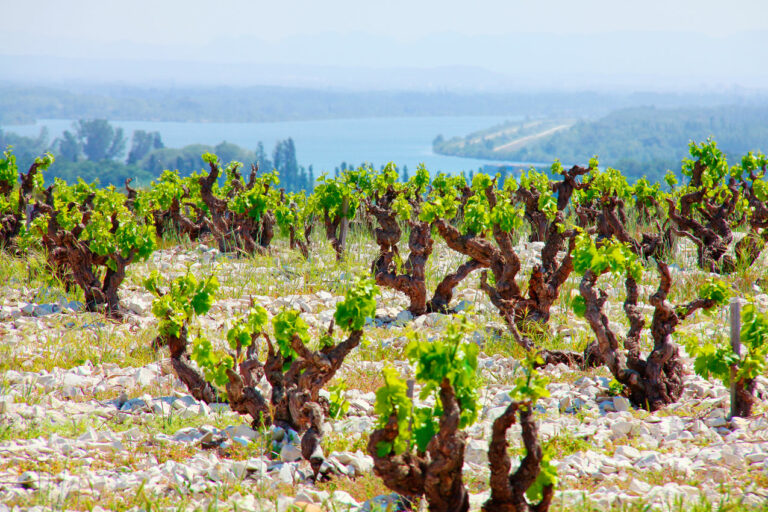 Six côtes-du-rhône qu’il vous faut, la suite