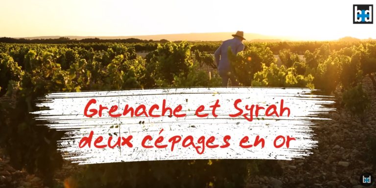 Grenache et syrah, deux cépages en or