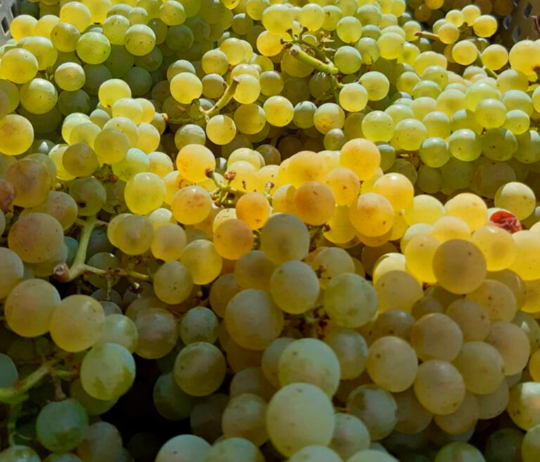 Vendanges 2020, le point en Languedoc-Roussillon, dans le Rhône, à Bordeaux…