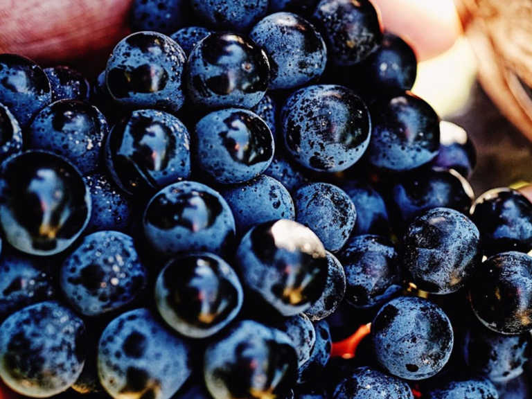 Vendanges 2020, une qualité globale parmi les plus élevées depuis 20 ans