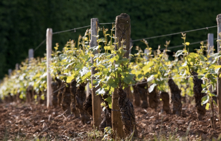 Quatre valeurs sûres en morey-saint-denis et nuits-saint-georges