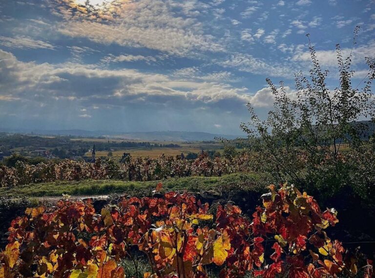 2018, un grand millésime à santenay