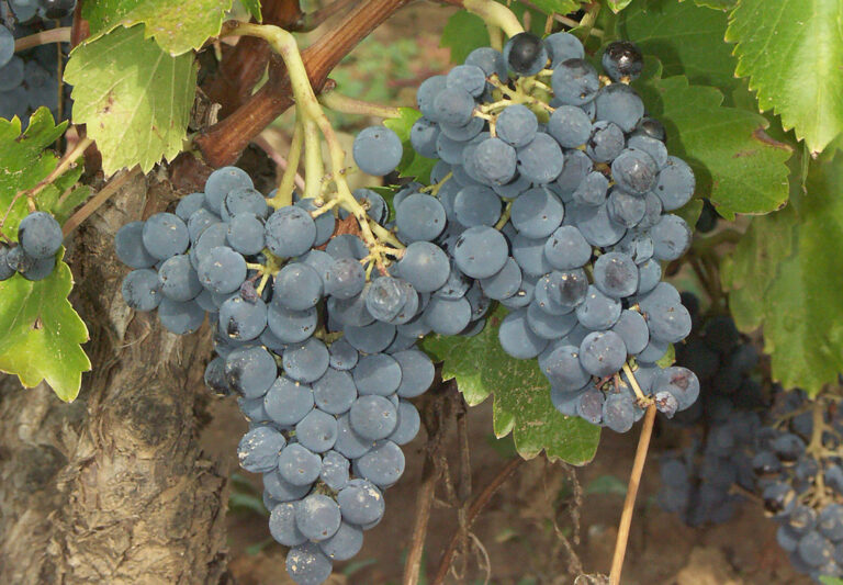 Grenache, mystères, surprises et malentendus
