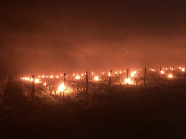 Des bougies pour sauver les vignes