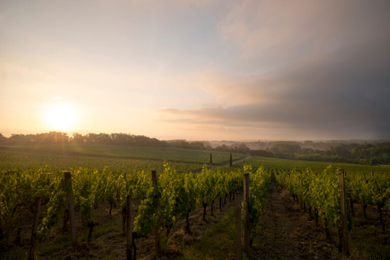 Primeurs 2021 : fronsac et canon-fronsac, beau millésime et belles affaires