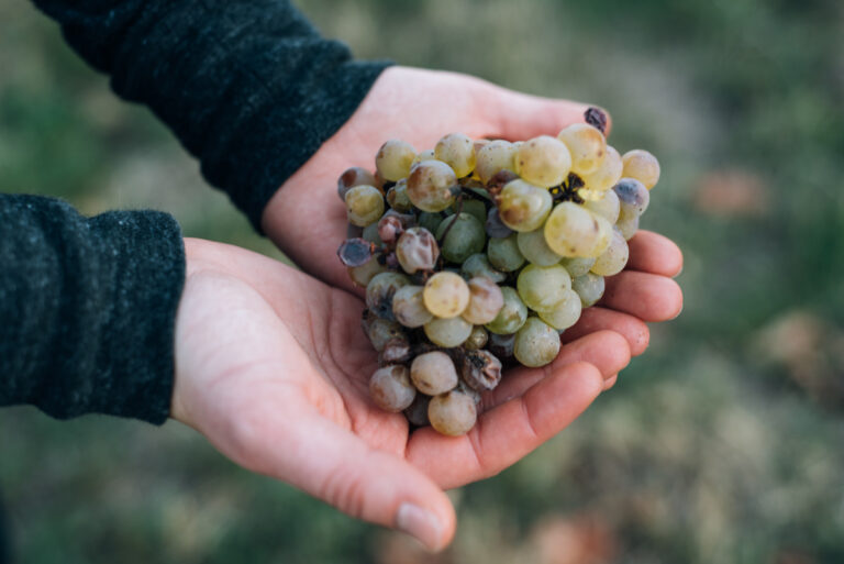 Les pieds dans les bottes, la belle initiative de Sauternes