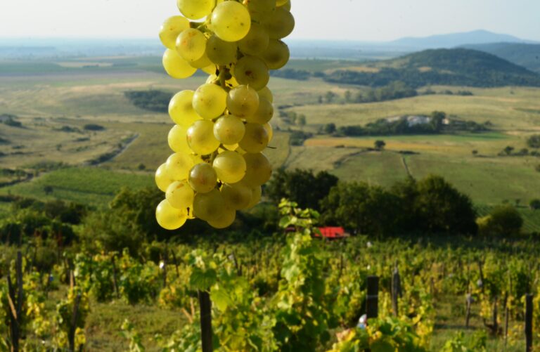 Le furmint fait son show à Paris