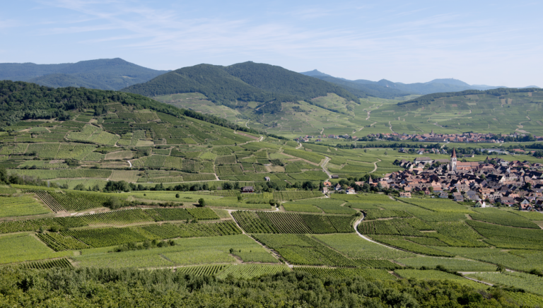 La route des vins d’Alsace a 70 ans. C’est sa tournée