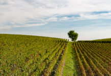 Champagne : vignerons, experts et chercheurs se mobilisent