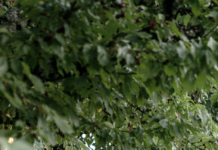 Le gamay fait le beau